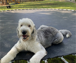 Small Photo #1 Sheepadoodle Puppy For Sale in SPRINGDALE, AR, USA