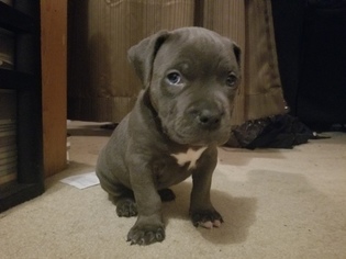 American Pit Bull Terrier Puppy for sale in BURBANK, WA, USA