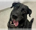 Small #1 Catahoula Leopard Dog-Labrador Retriever Mix