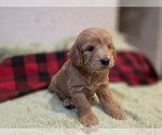 Small #15 Goldendoodle