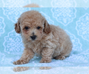 Bichpoo Puppy for sale in SHILOH, OH, USA