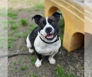 Chihuahua-Unknown Mix Dogs for adoption in Modesto, CA, USA