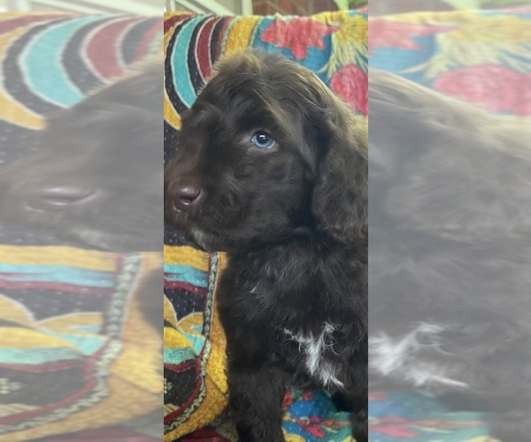Medium Photo #2 Bernedoodle Puppy For Sale in BUFFALO GAP, TX, USA