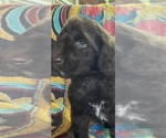 Small #1 Bernedoodle