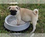 Small Photo #7 Pug Puppy For Sale in HARTLY, DE, USA