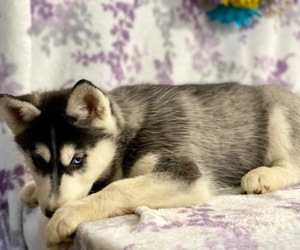 Sibercaan Puppy for sale in LANCASTER, PA, USA