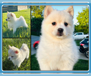 Pomsky Puppy for sale in DE SOTO, KS, USA