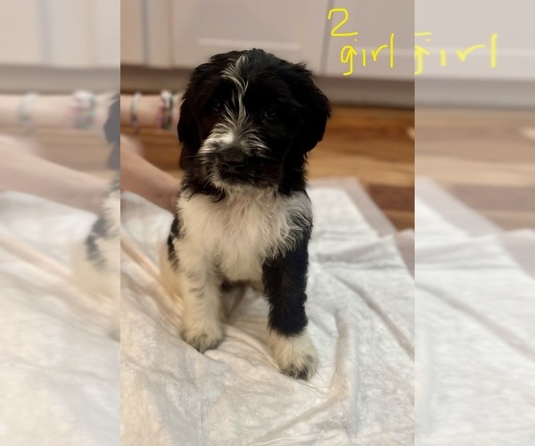 Medium Photo #6 Bernedoodle-Saint Bernard Mix Puppy For Sale in NEW RIVER, AZ, USA