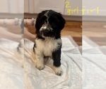 Small #5 Bernedoodle-Saint Bernard Mix