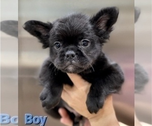 French Bulldog Dog for Adoption in DENVER, Colorado USA