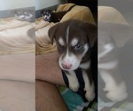 Small Photo #3 Labrador Retriever-Siberian Husky Mix Puppy For Sale in MEM, TN, USA