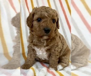 Cavapoo Puppy for Sale in WAUSEON, Ohio USA