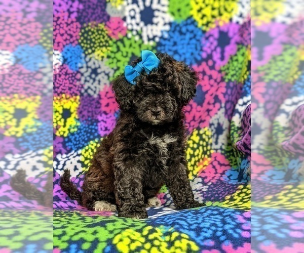 Medium Photo #2 Poodle (Miniature)-ShihPoo Mix Puppy For Sale in LINCOLN UNIVERSITY, PA, USA