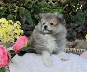 Pomeranian Puppy for sale in COLBY, WI, USA