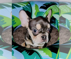 French Bulldog Puppy for sale in FERNANDINA BEACH, FL, USA