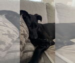 Small #12 Great Dane-Labrador Retriever Mix