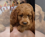 Small #4 Goldendoodle (Miniature)