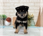 Small Photo #7 Shiba Inu Puppy For Sale in WASHINGTON, DC, USA