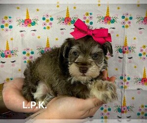 Schnauzer (Miniature) Puppy for sale in WINNSBORO, LA, USA