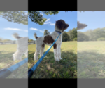 Small Photo #1 Labradoodle Puppy For Sale in FLEMINGSBURG, KY, USA