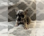 Small #11 French Bulldog