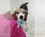 Small #8 Beagle