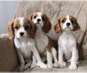 Cavalier King Charles Spaniel Puppy for sale in EASTVALE, CA, USA