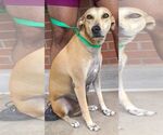 Small #5 Labrador Retriever Mix