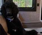 Small Photo #1 Poodle (Standard) Puppy For Sale in DENHAM SPRINGS, LA, USA