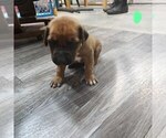 Puppy Light Green Pup Rhodesian Ridgeback