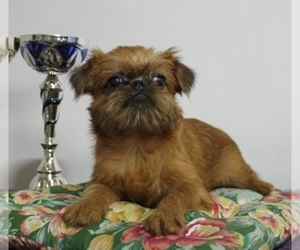 Brussels Griffon Puppy for sale in BROOKLYN, NY, USA