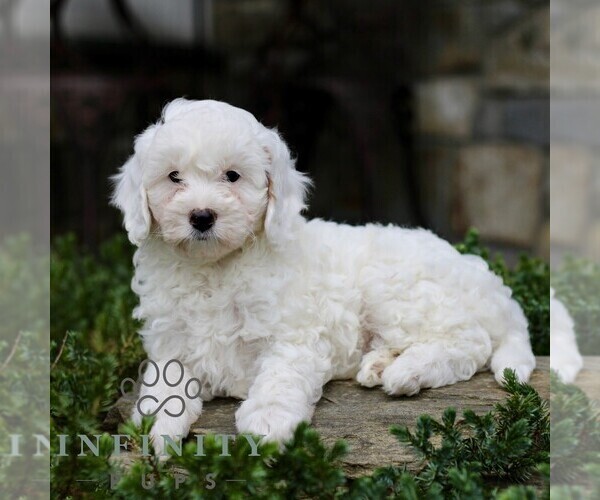 Medium Photo #3 Cavapoo (Miniature) Puppy For Sale in KINZERS, PA, USA