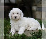 Small #2 Cavapoo (Miniature)