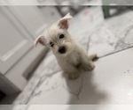 Small West Highland White Terrier