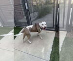 Small #3 Staffordshire Bull Terrier