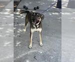 Small German Shepherd Dog