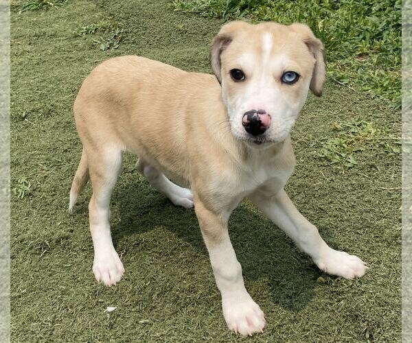 Medium Photo #4 Catahoula Leopard Dog Puppy For Sale in GILBERTS, IL, USA