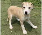Small #3 Catahoula Leopard Dog