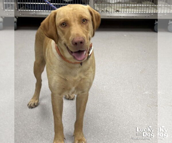Medium Photo #3 Labrador Retriever-Retriever  Mix Puppy For Sale in Washington, DC, USA