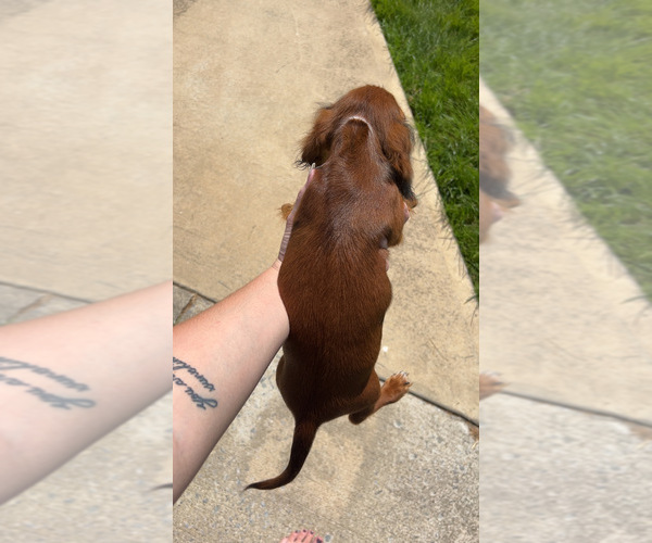 Medium Photo #4 Dachshund Puppy For Sale in HILLSBORO, KY, USA