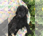 Small Photo #8 Labradoodle Puppy For Sale in WILTON, CA, USA