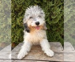 Small #2 Cockapoo