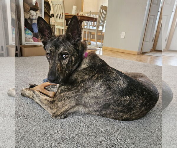 Medium Photo #18 Mutt Puppy For Sale in Fargo, ND, USA