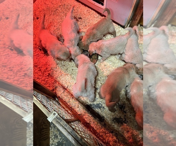 Medium Photo #9 Golden Retriever Puppy For Sale in KANSAS CITY, MO, USA