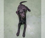 Small #4 Australian Shepherd Mix