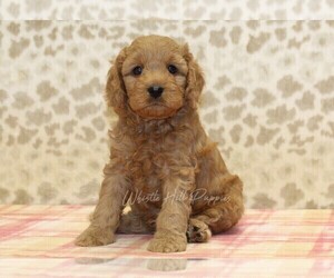 Cavapoo Puppy for sale in DENVER, PA, USA