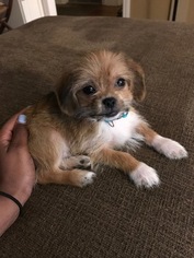 Shih Tzu Puppy for sale in MANSFIELD CENTER, CT, USA
