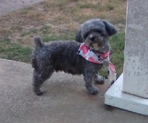 Mother of the ShihPoo puppies born on 06/14/2025