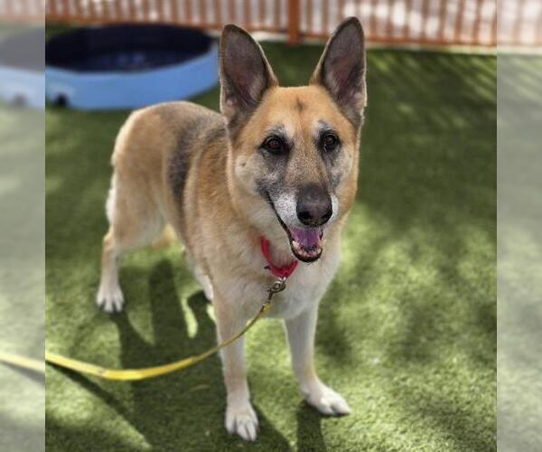 Medium Photo #1 German Shepherd Dog-Unknown Mix Puppy For Sale in Las Vegas, NV, USA