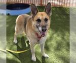 Small German Shepherd Dog Mix